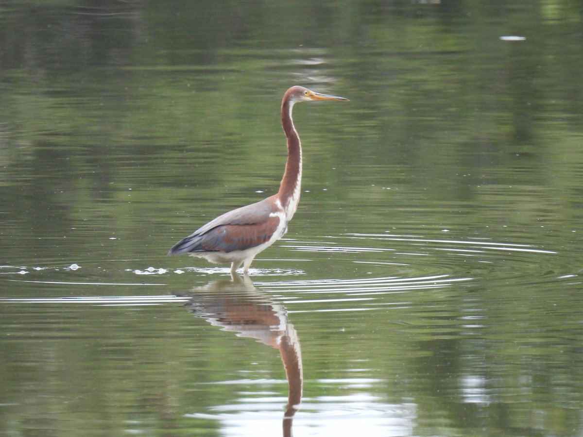 Tricolored Heron - ML360422941