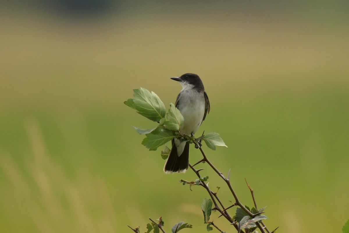 Eastern Kingbird - ML360424141