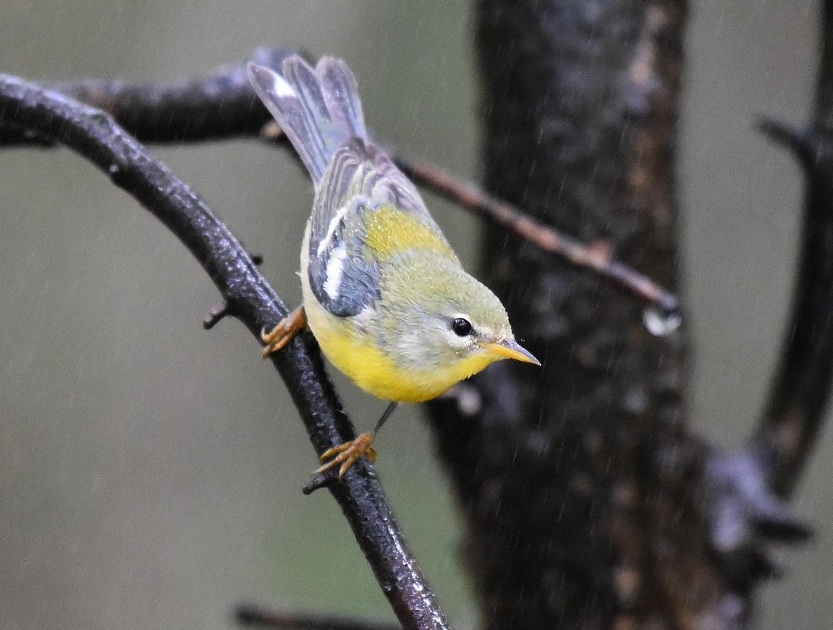 Northern Parula - ML36042441