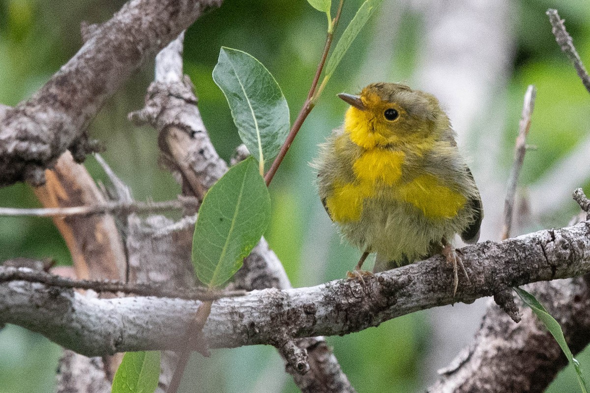 Wilson's Warbler - ML360427001