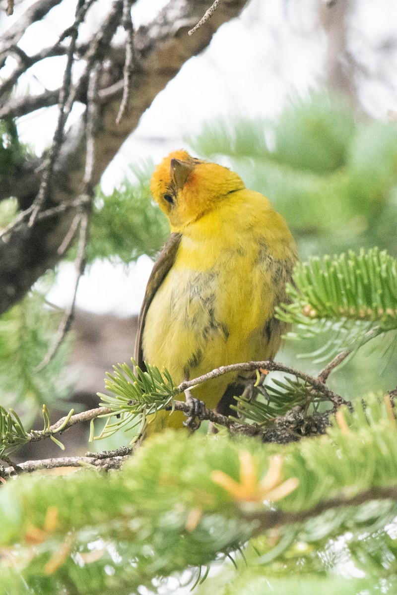 Western Tanager - ML360427011