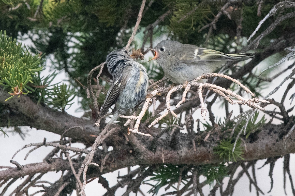 Ruby-crowned Kinglet - ML360427111