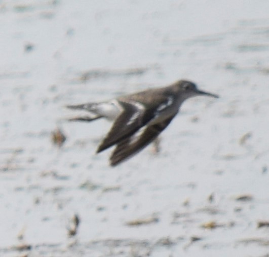 Semipalmated Sandpiper - ML360427141