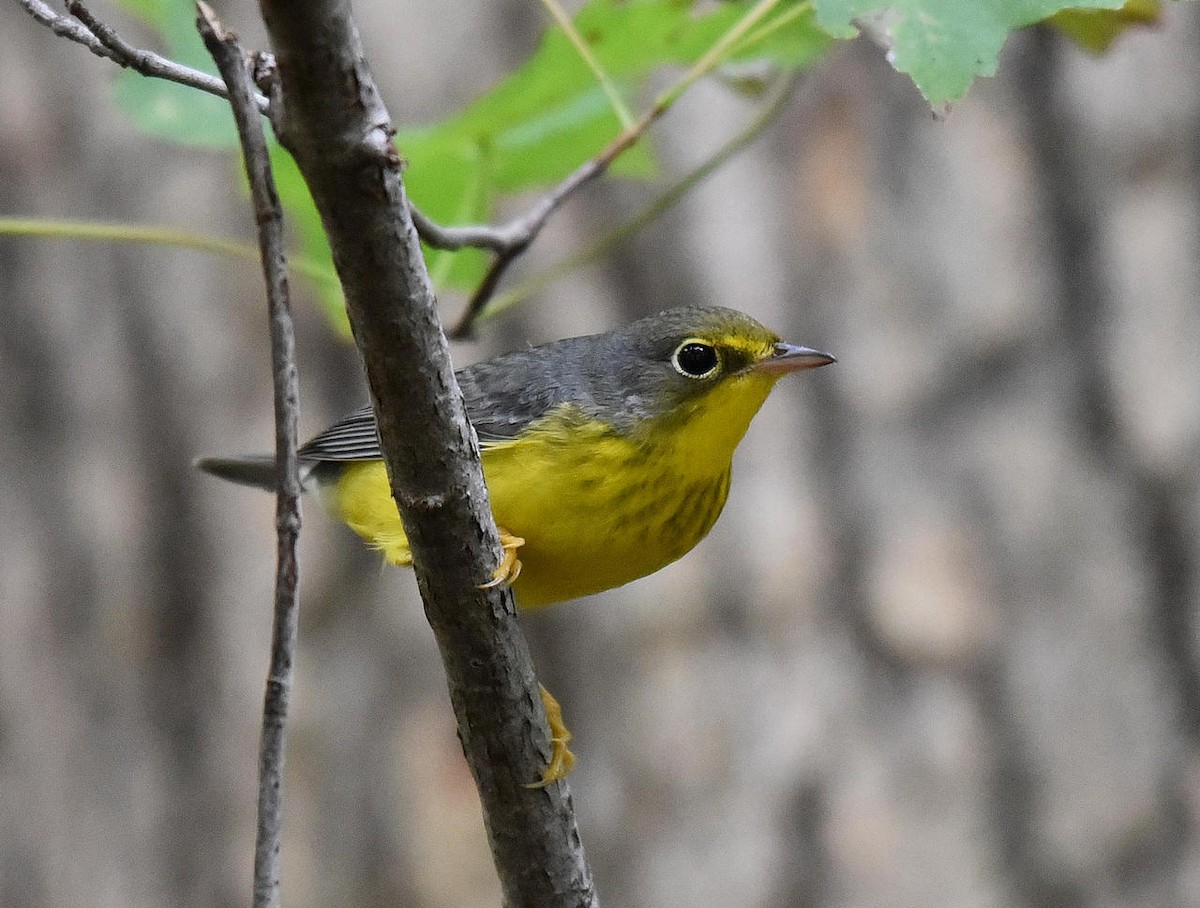 Canada Warbler - ML36042781