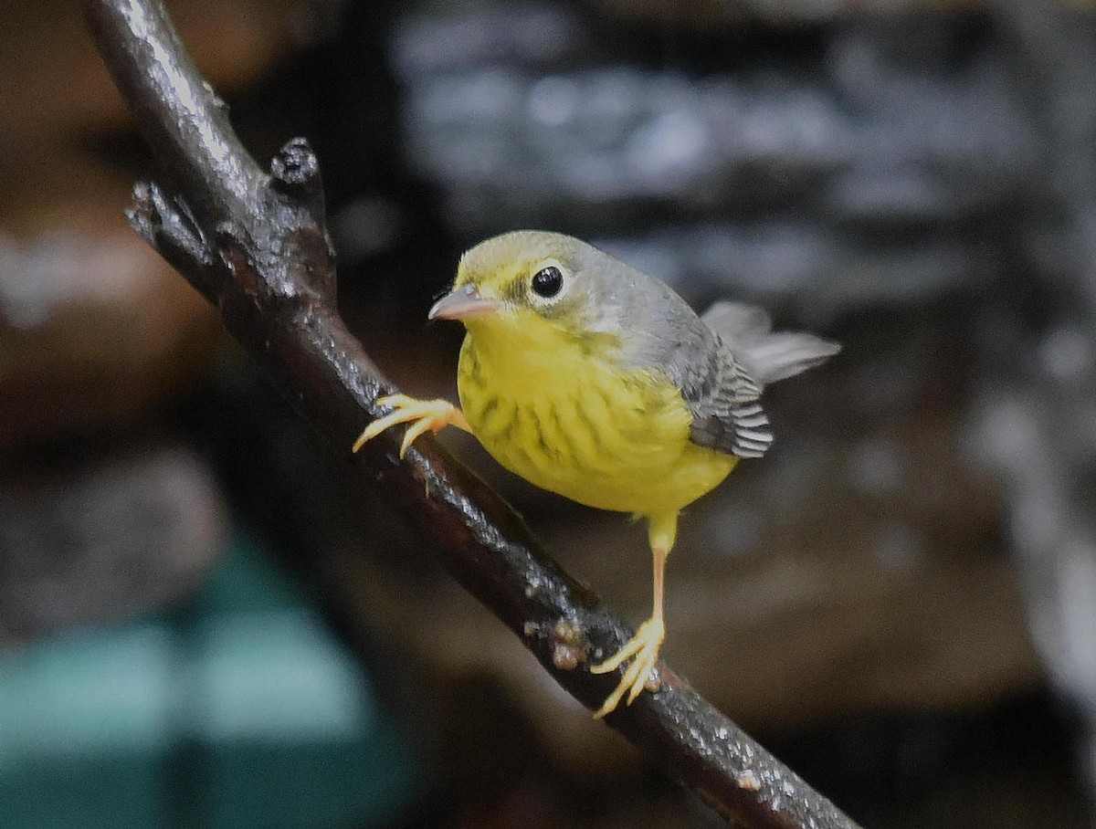 Canada Warbler - ML36042811