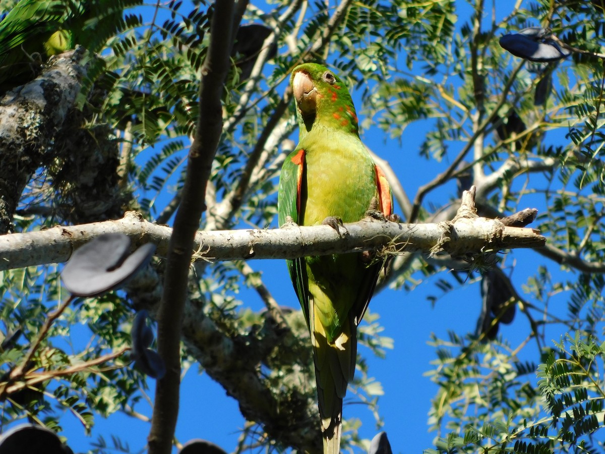 White-eyed Parakeet - ML360428321