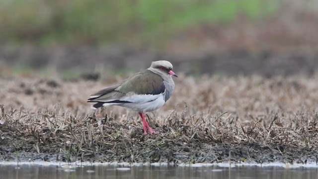 Andean Lapwing - ML360428871