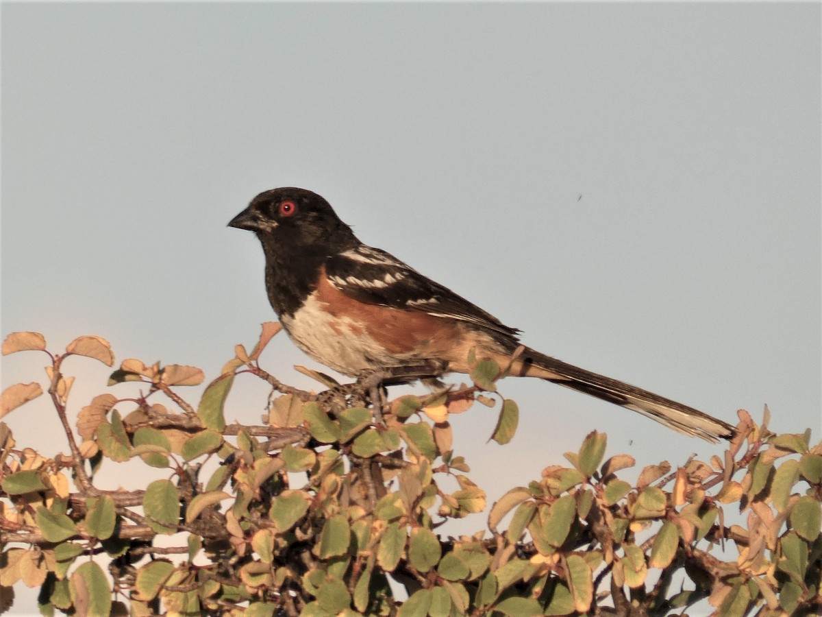 Spotted Towhee - David Walker