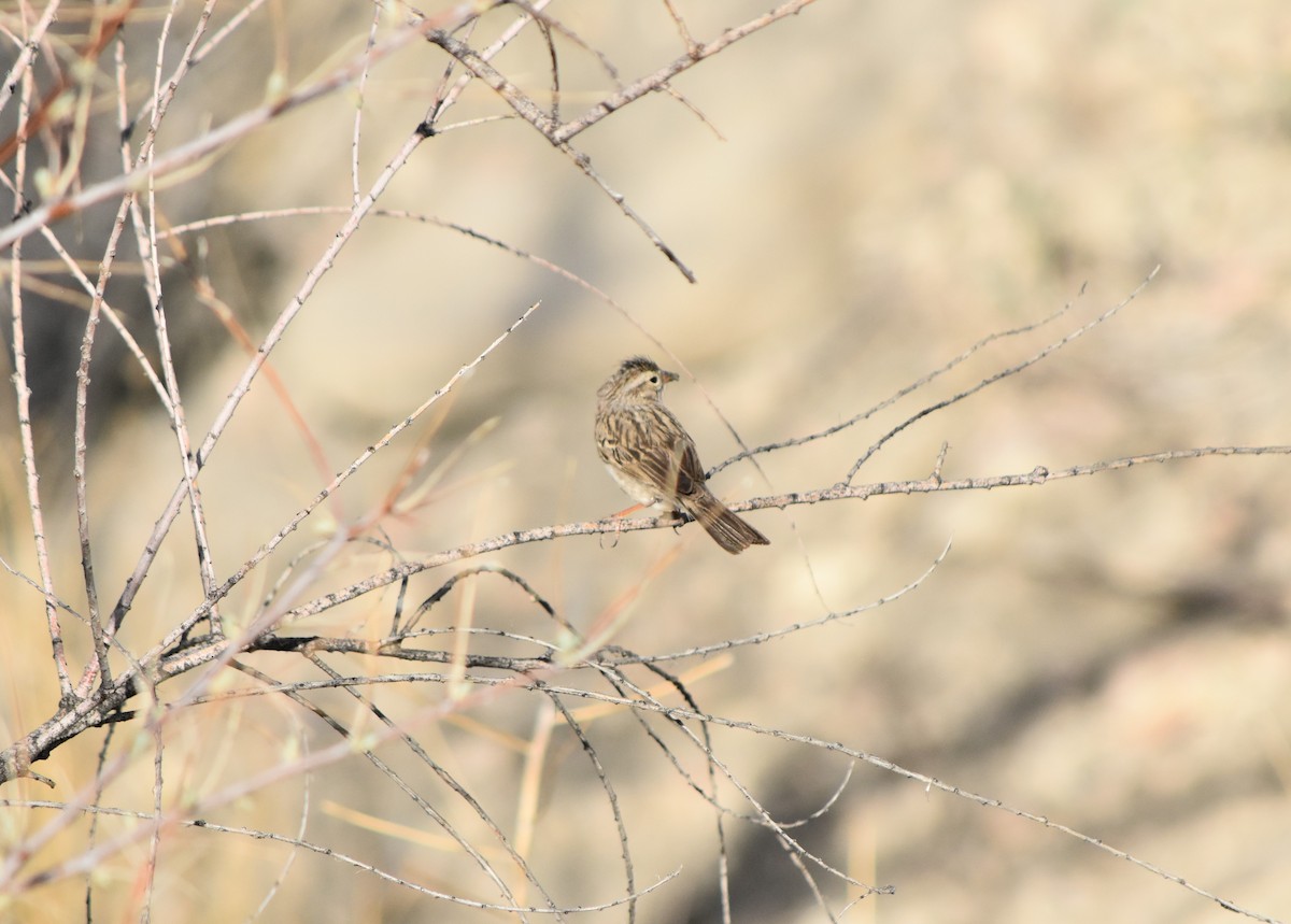 Brewer's Sparrow - ML360429881