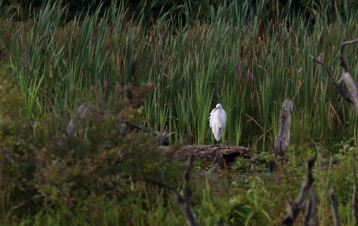 Great Egret - ML360430041