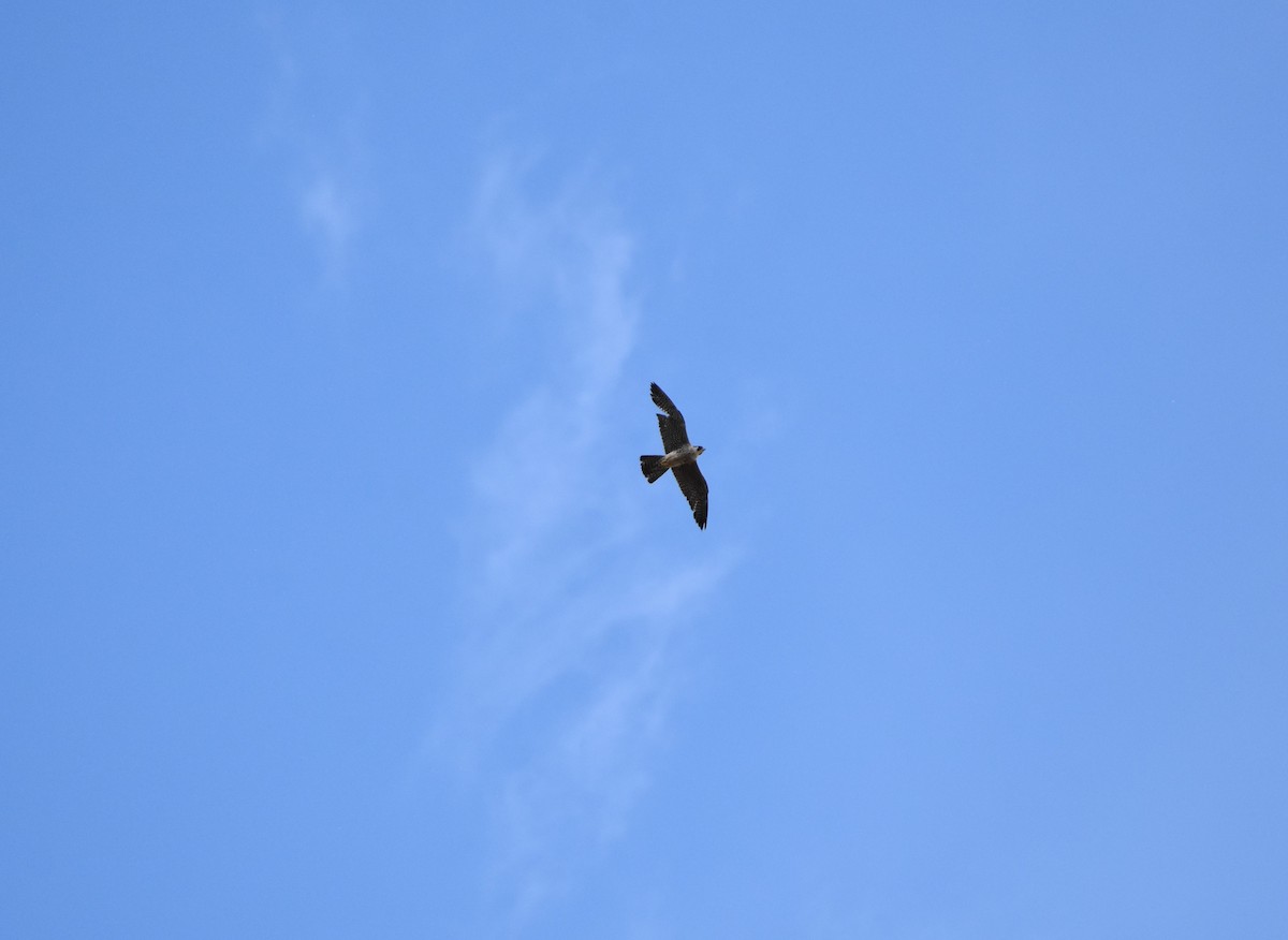 Peregrine Falcon - ML360430171