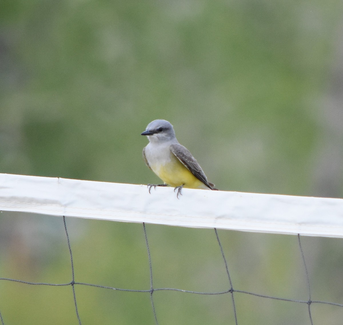 Western Kingbird - ML360430211