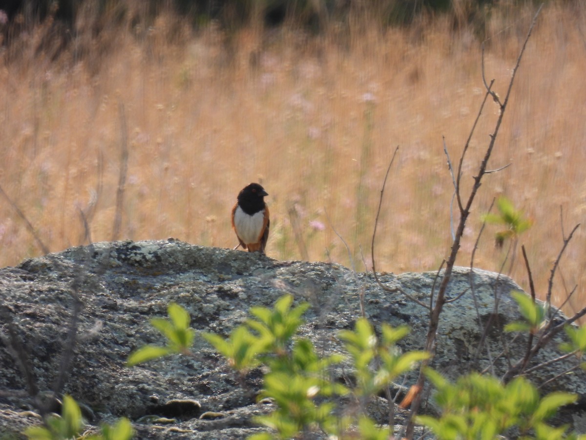 Spotted Towhee - Roger & Julie Kizer Ball