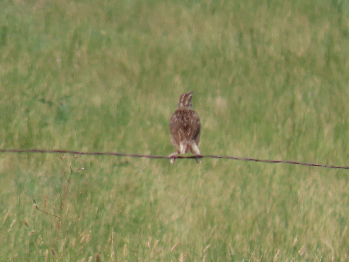 Western Meadowlark - ML360430441