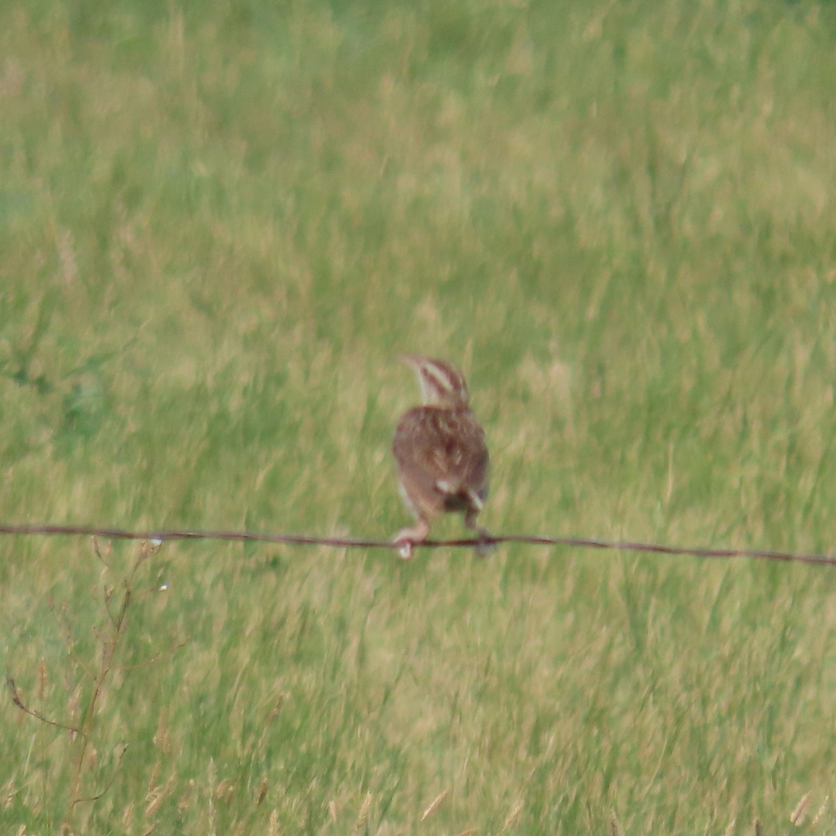 Western Meadowlark - ML360430461