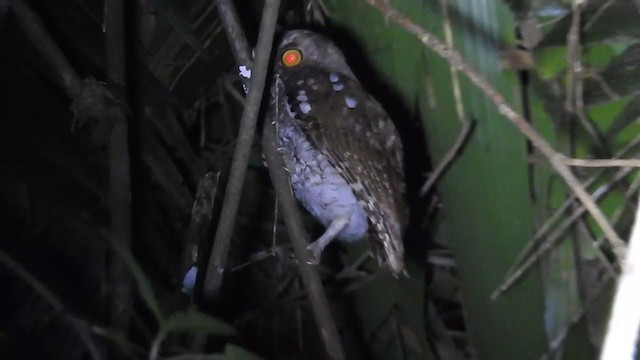 Foothill Screech-Owl - ML360430491