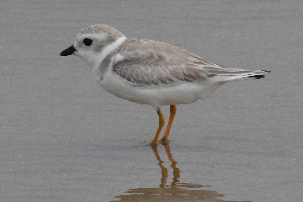 Piping Plover - ML360430851