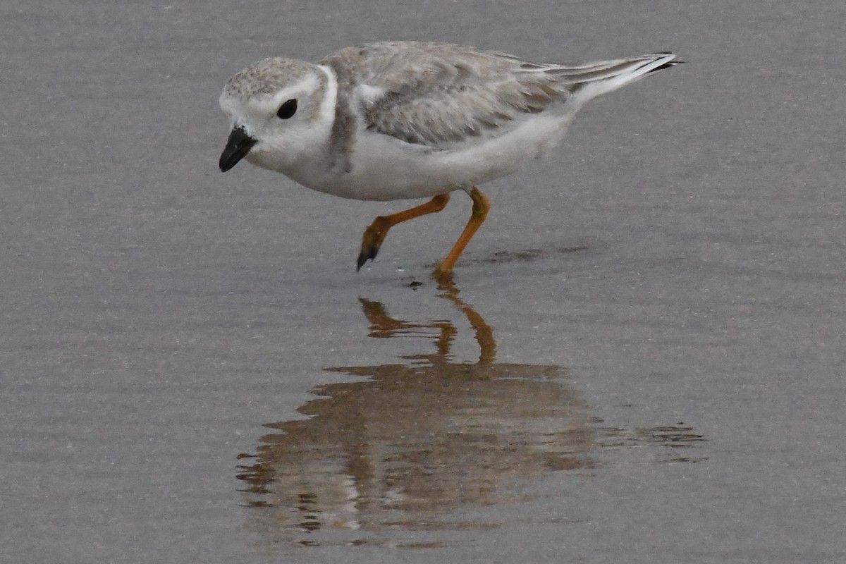 Piping Plover - ML360430861