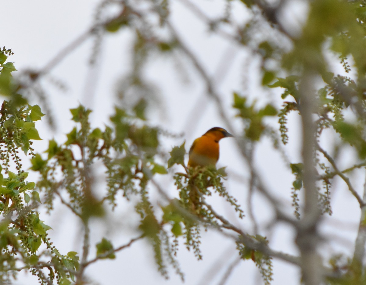 Bullock's Oriole - ML360431331