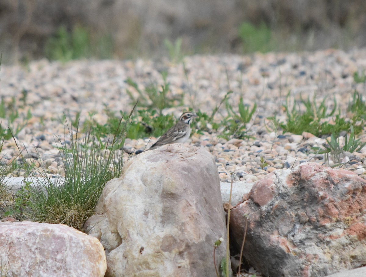 Lark Sparrow - ML360431601