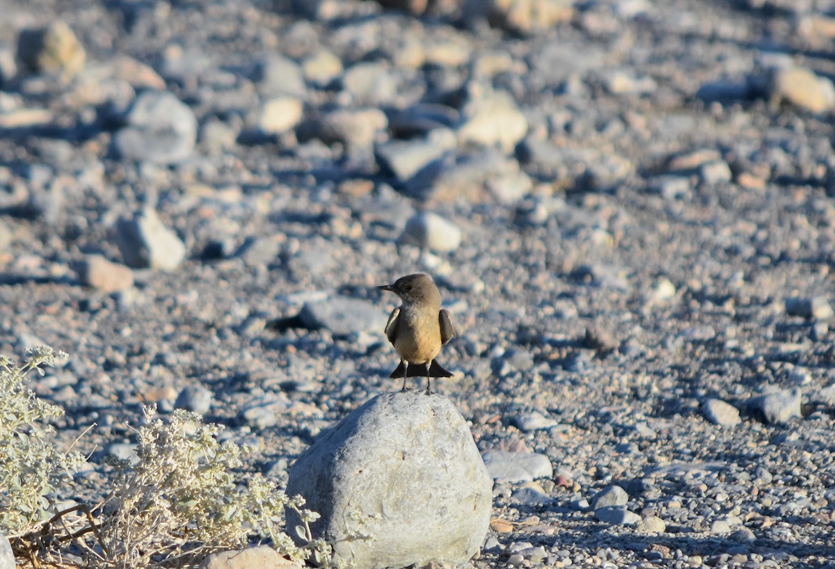 Say's Phoebe - ML360432291