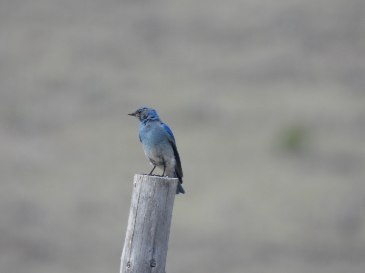 Mountain Bluebird - ML360432571