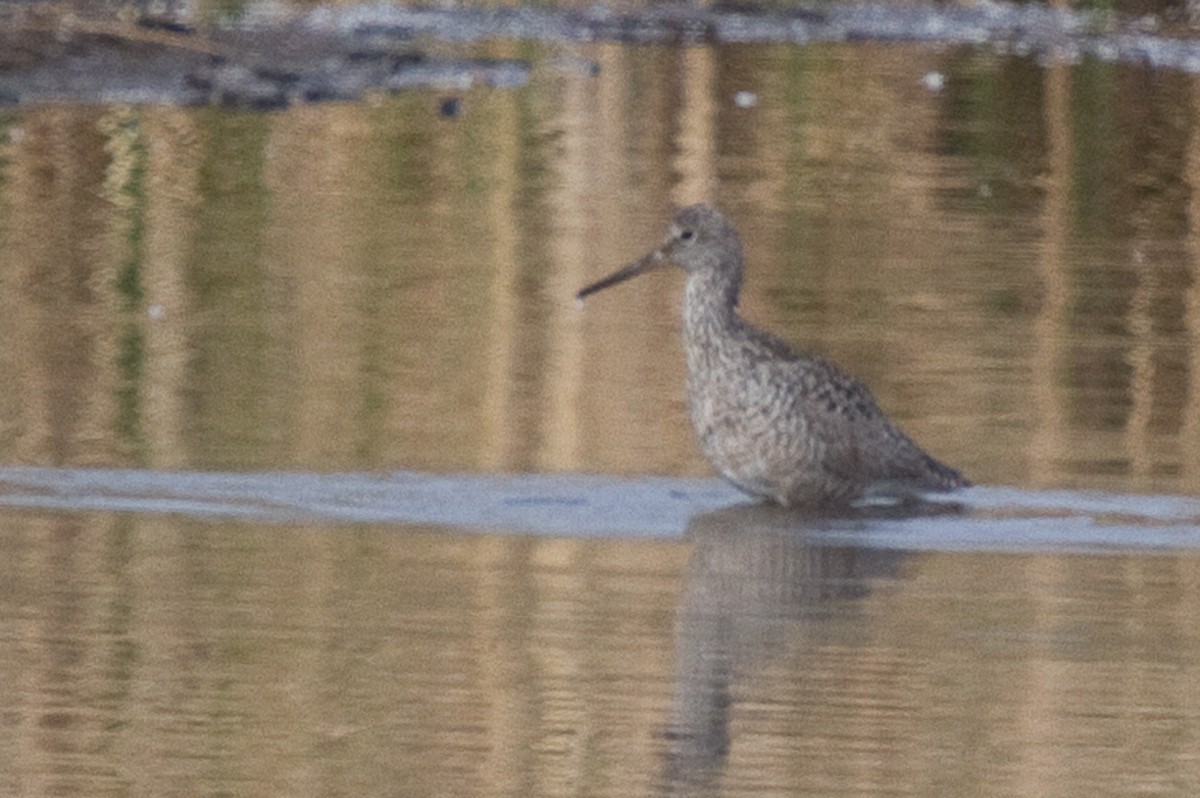 Willet (Western) - ML360433031