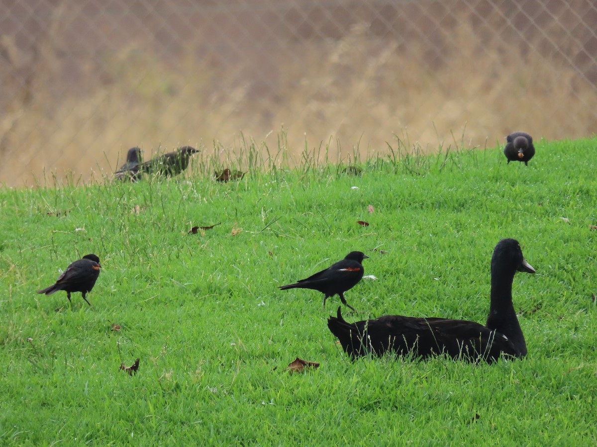 Tricolored Blackbird - ML360433391