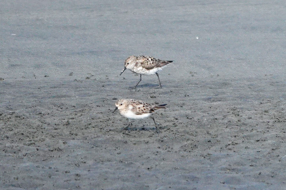 Red-necked Stint - ML360435691