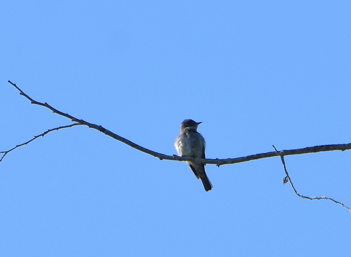 Olive-sided Flycatcher - ML360437321