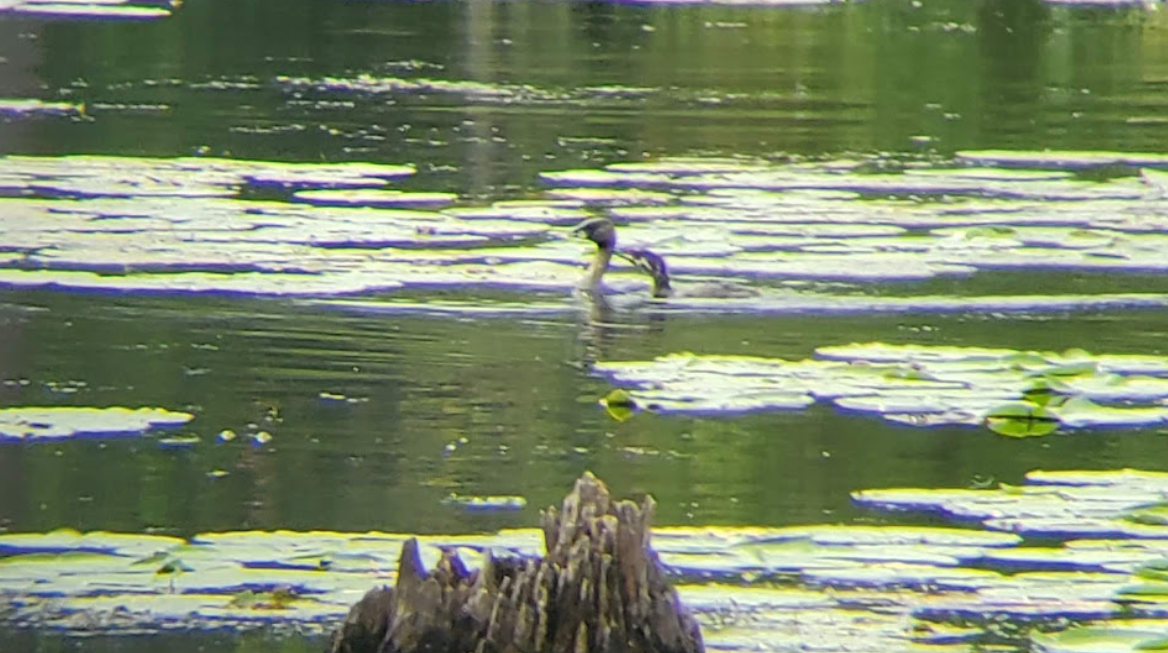 Pied-billed Grebe - ML360438431