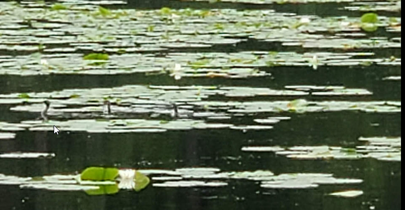 Pied-billed Grebe - ML360438451