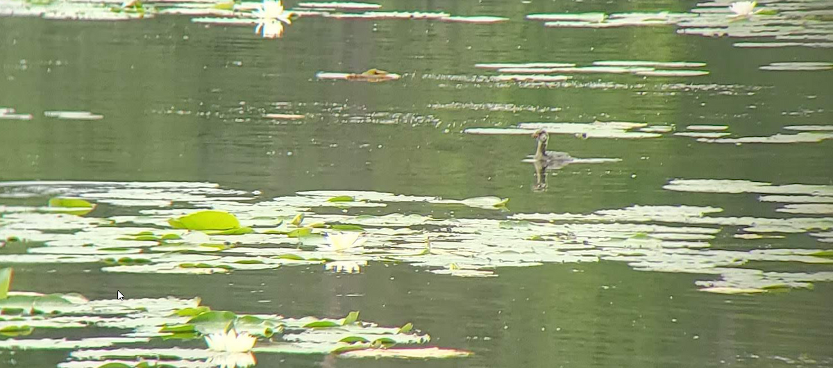 Pied-billed Grebe - Connor Edington