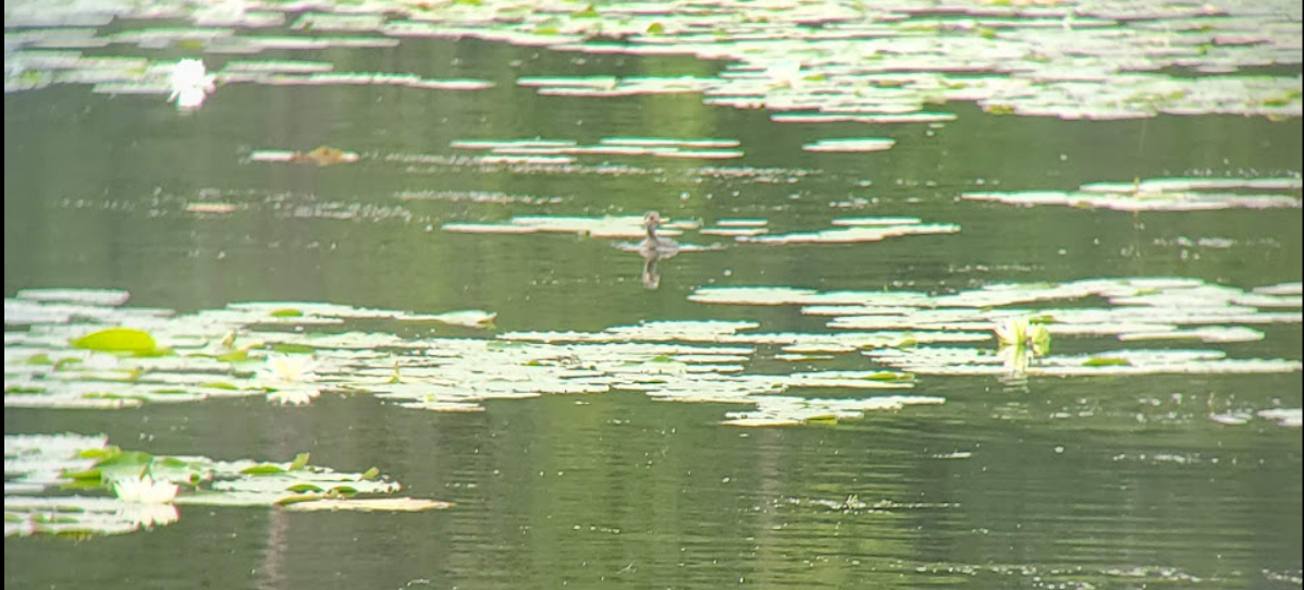 Pied-billed Grebe - ML360438501