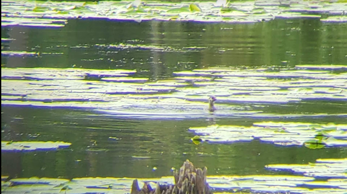 Pied-billed Grebe - ML360438521