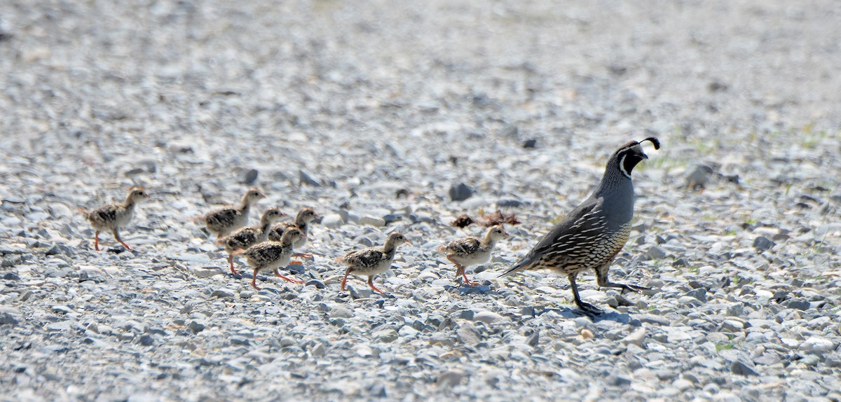 California Quail - Carol Riddell