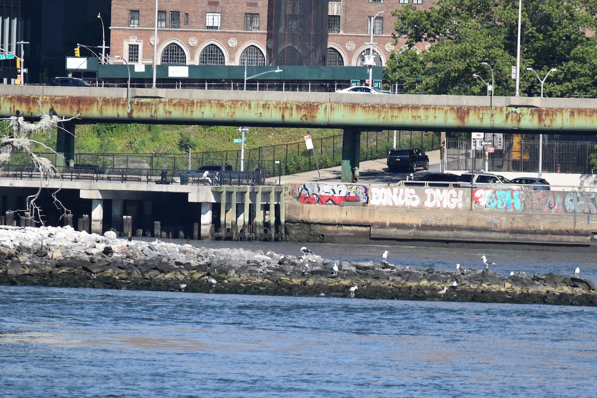 Great Black-backed Gull - ML360442541