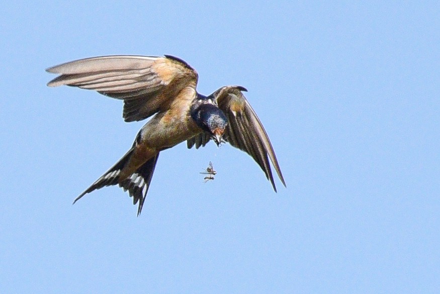 Асрын хараацай - ML360443081