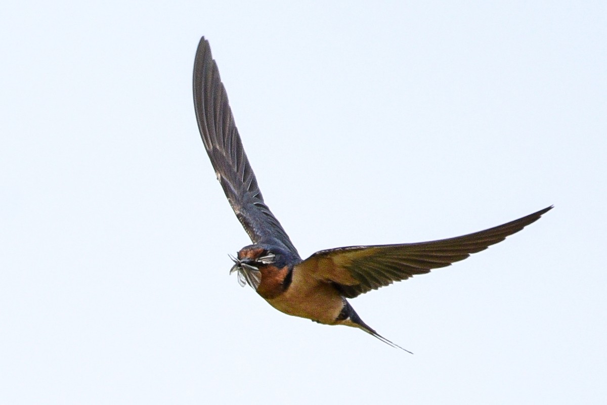 Асрын хараацай - ML360443091