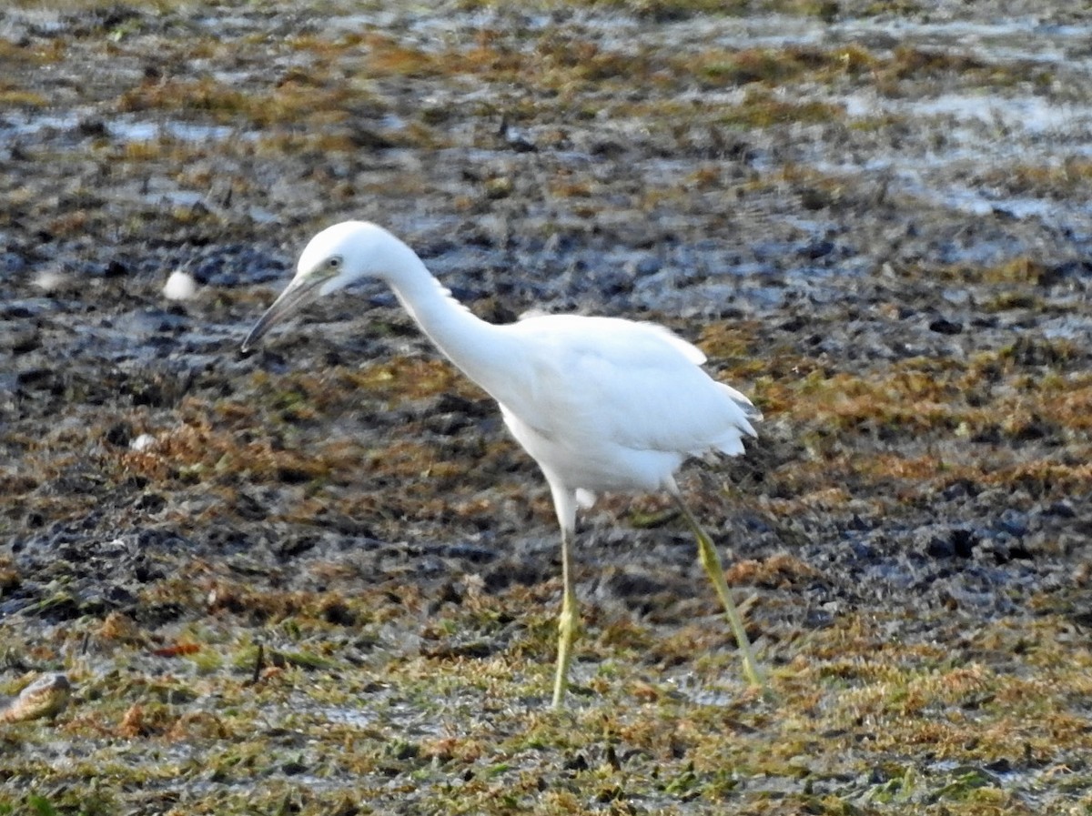 Little Blue Heron - ML360444881