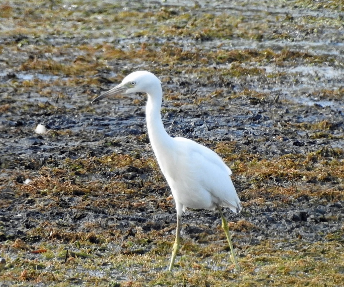 Little Blue Heron - ML360444901