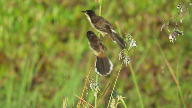 Black-capped Donacobius - ML360445031