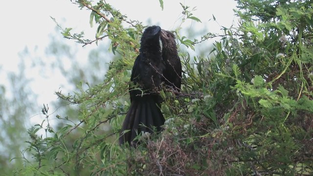 Smooth-billed Ani - ML360446141