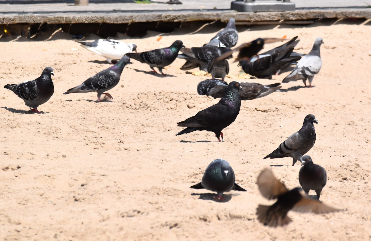 Rock Pigeon (Feral Pigeon) - ML360446961