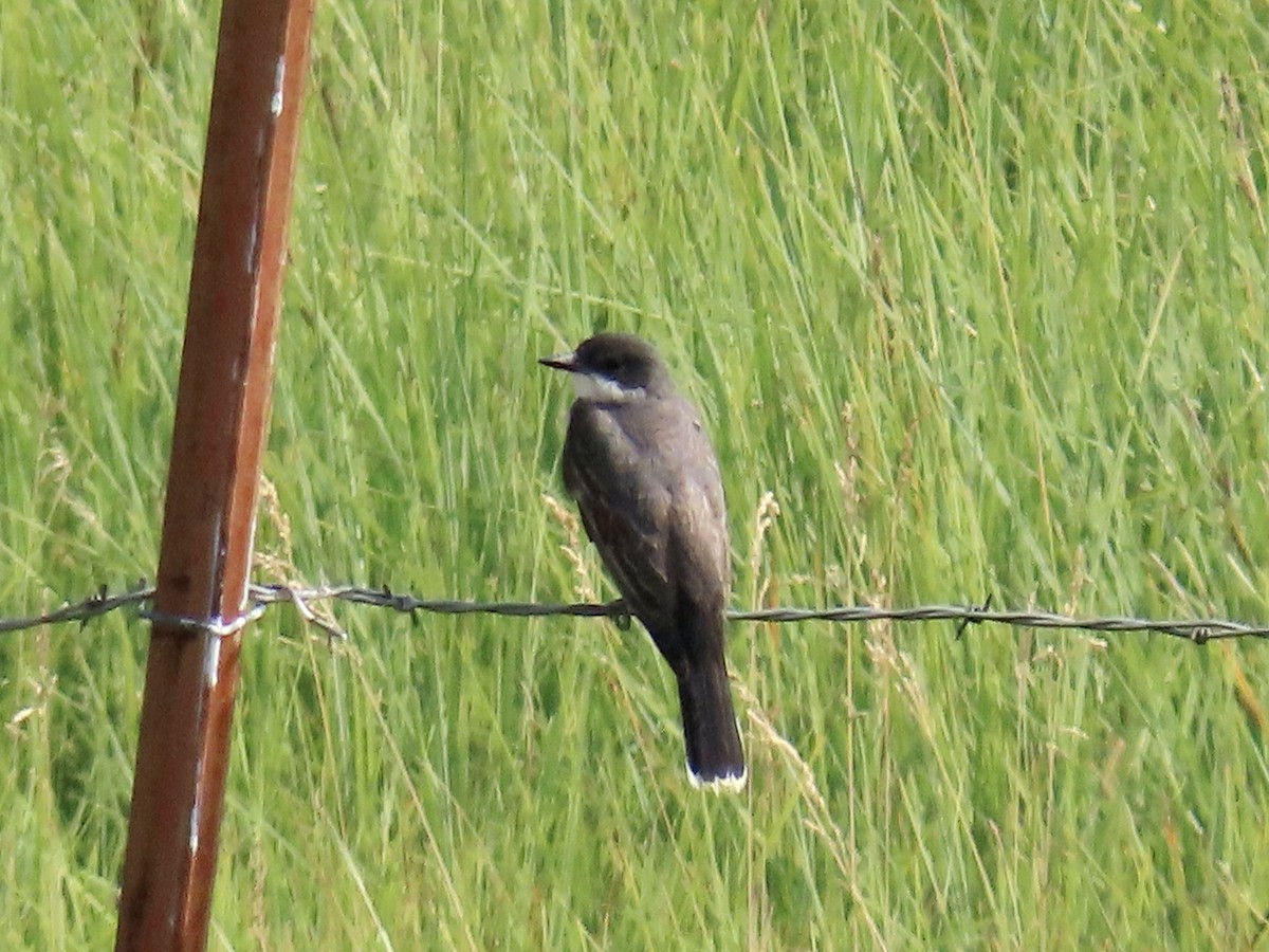 Eastern Kingbird - ML360447511