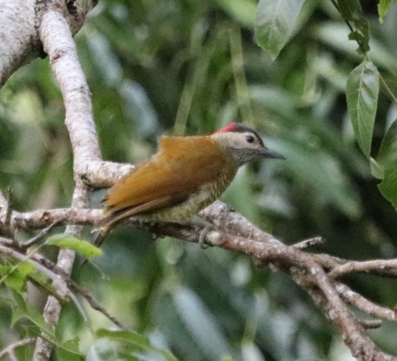 Golden-olive Woodpecker - ML360447921