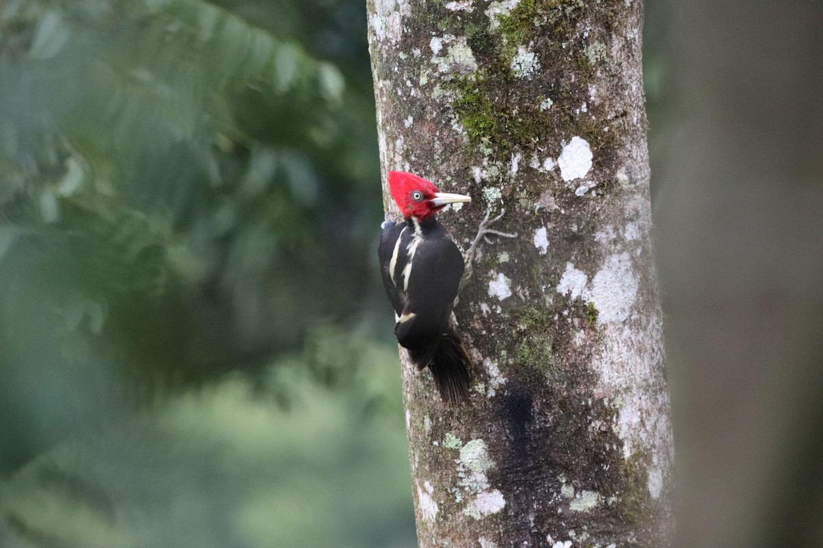Pale-billed Woodpecker - ML360447931