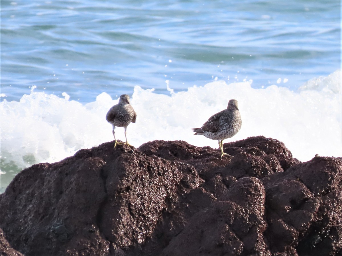 Surfbird - ML360447991