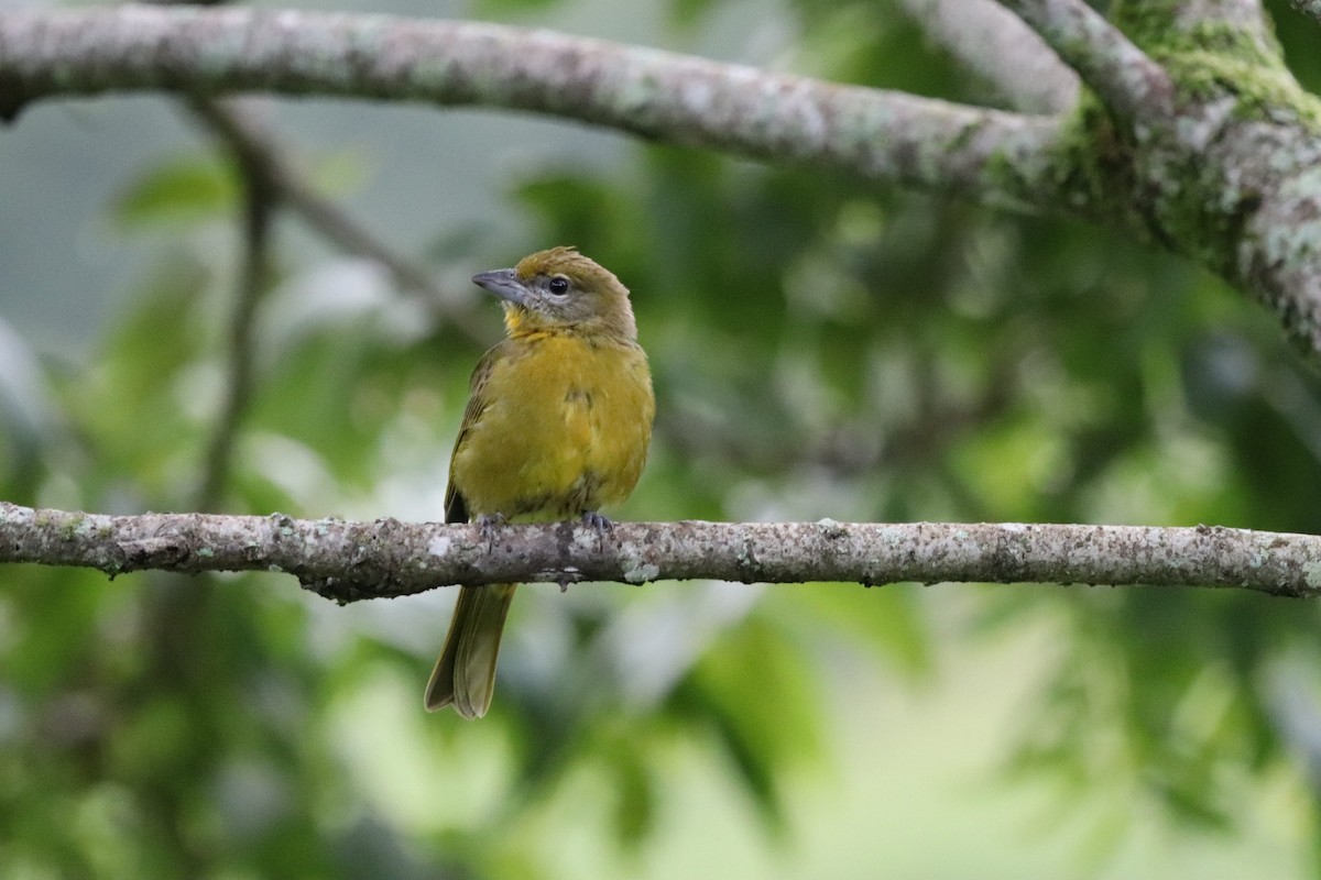 Hepatic Tanager - ML360448381