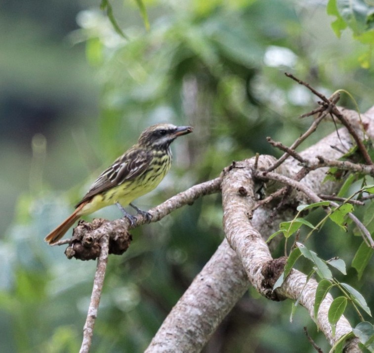 Sulphur-bellied Flycatcher - ML360449891